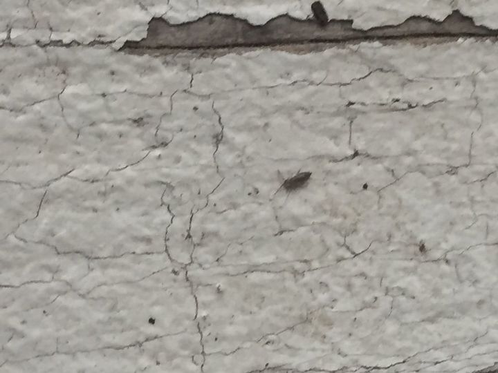 q what kinda bugs are these we live in ga they are on the outside wood