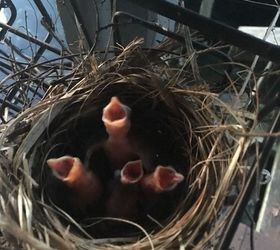 protect baby birds in nest from squirrels or other critters