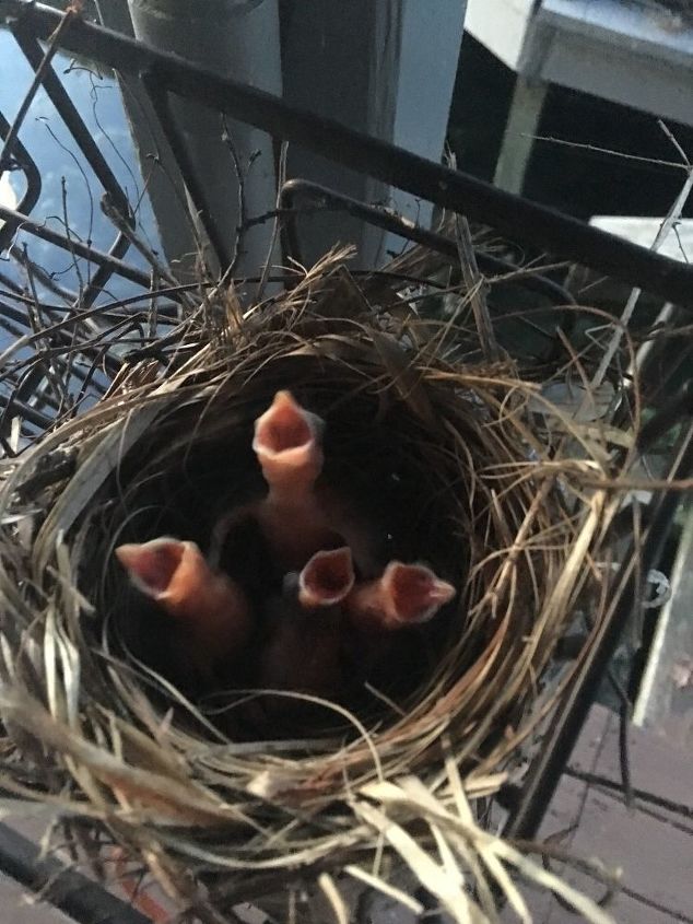 protect baby birds in nest from squirrels or other critters