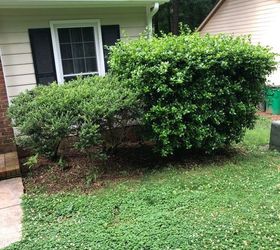 how do you remove large hedges