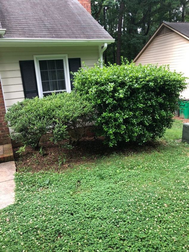 how do you remove large hedges