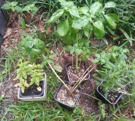 q how to replant herbs in ground and prune