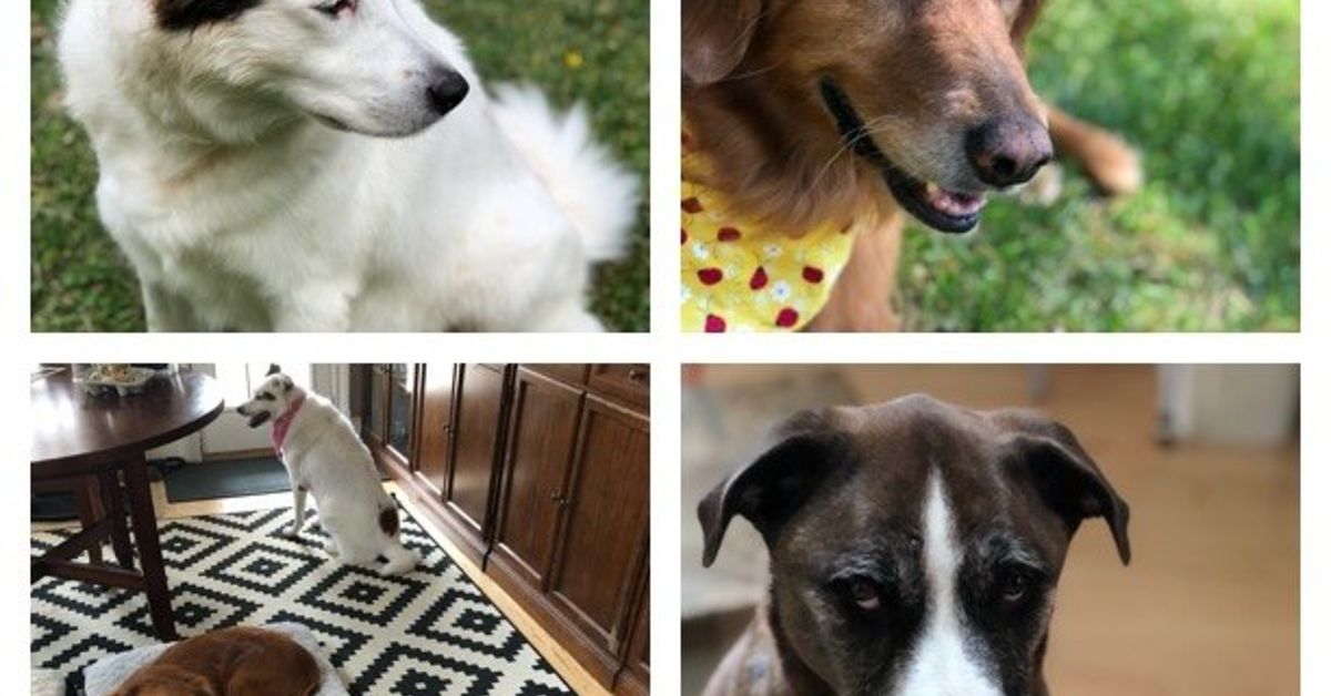 2 Ingredient Dog Treats Coconut Oil Peanut Butter Hometalk