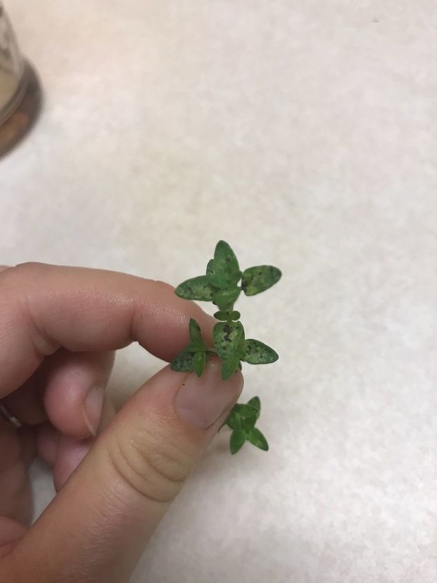 can anyone tell me whats wrong with my thyme plant