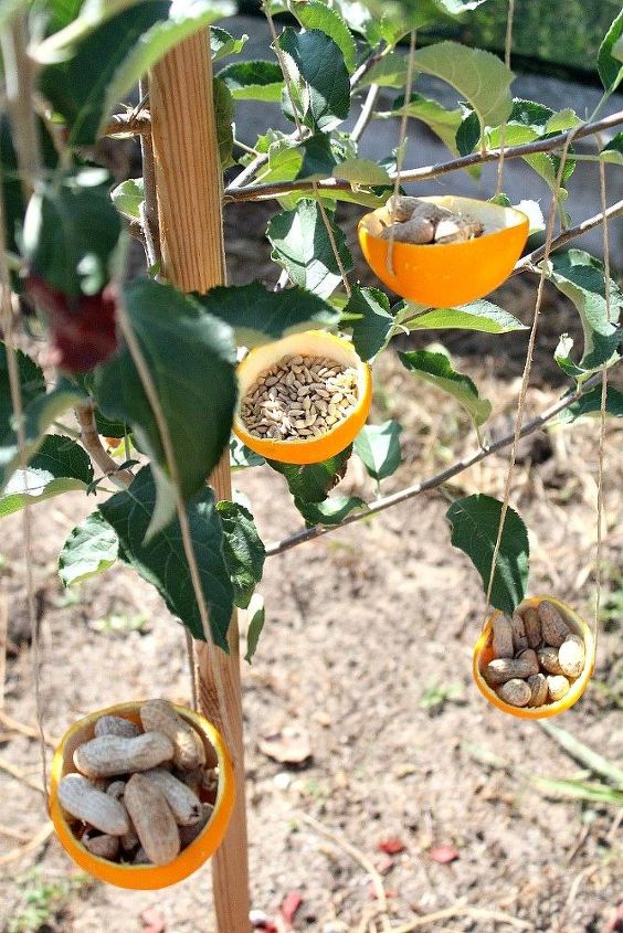 alimentadores de pssaros de casca de laranja