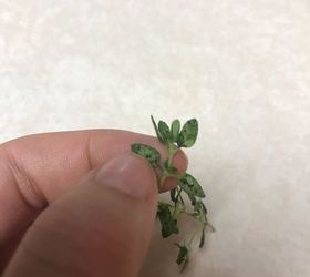 q can anyone tell me what s wrong with my thyme