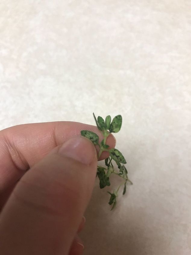 q can anyone tell me what s wrong with my thyme