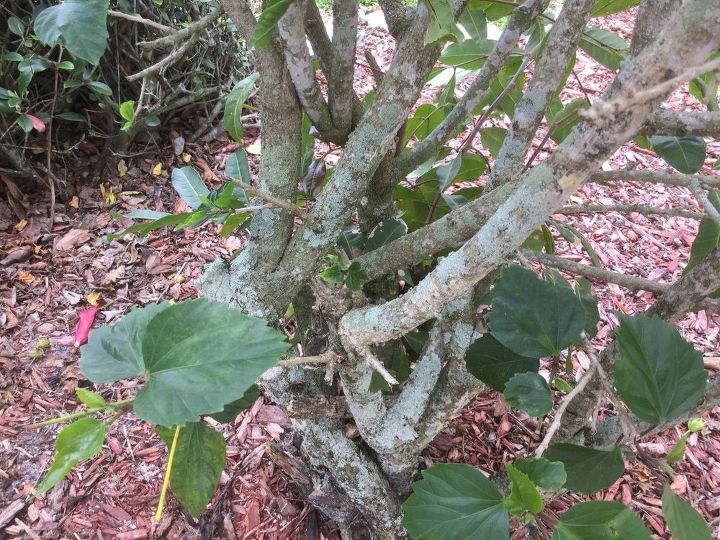 q what is growing on my tree and bushes