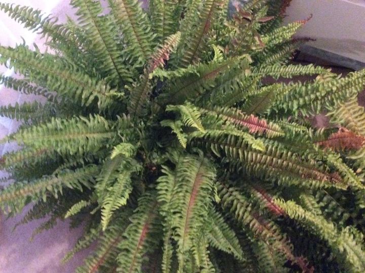 q what is turning my boston fern brown