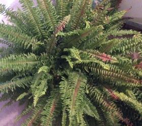 what is turning my boston fern brown