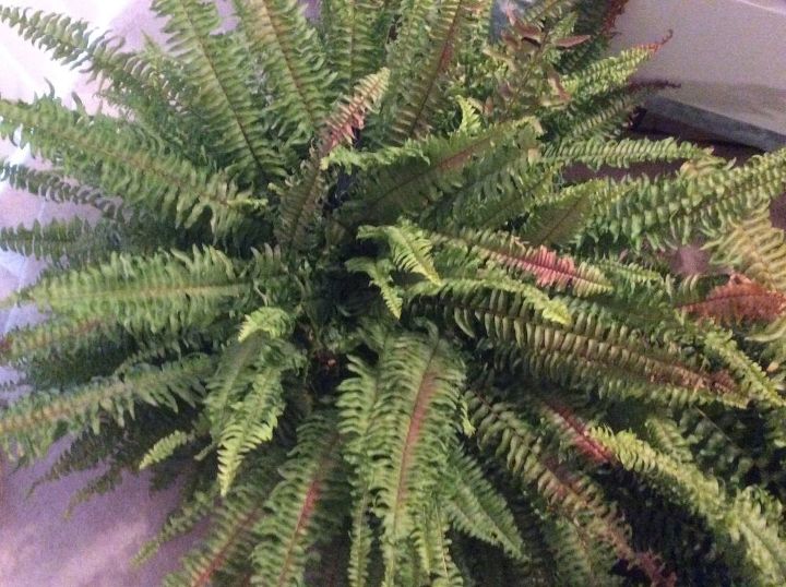 what is turning my boston fern brown