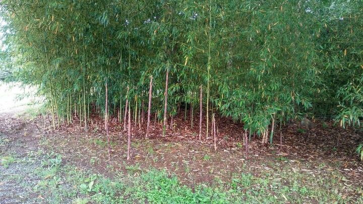 q what can i do with my bamboo i have tons of it from my grove i hate