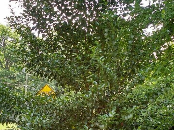 q this 12 ft tall camellia was said to be a bush when i bought it