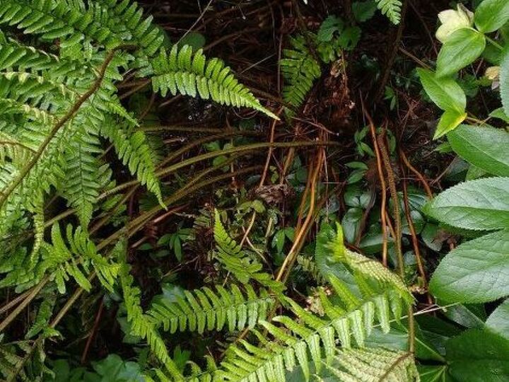 q here are two ferns that have gotten very large i want to dig one up