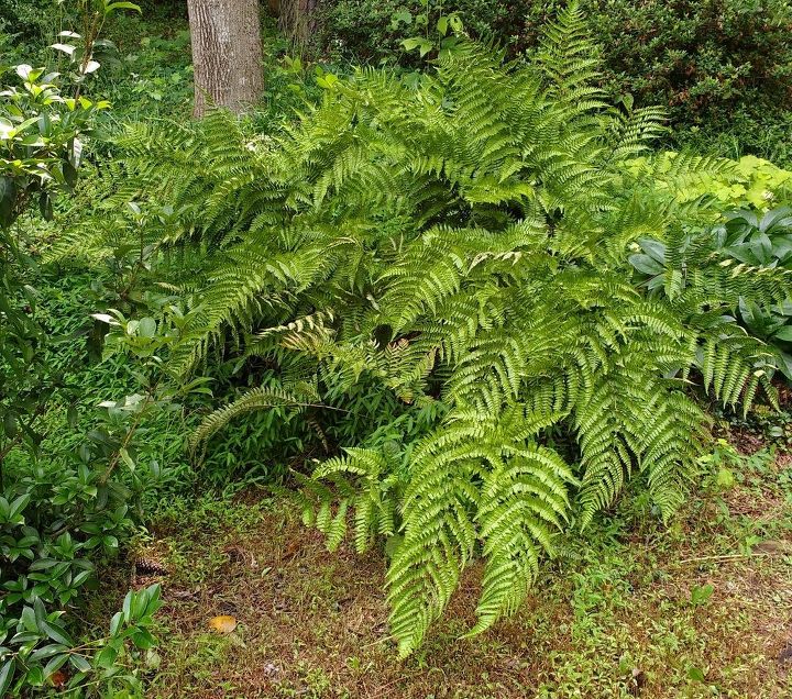 q here are two ferns that have gotten very large i want to dig one up