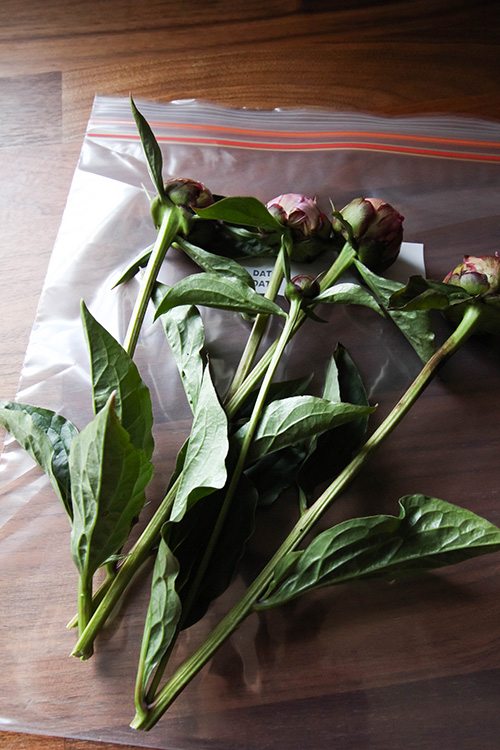 how to make your peony blossoms last for up to a month