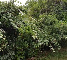How can I get rid of vines that are chokeing my small trees & roses