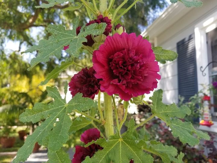 q is this a hollyhock