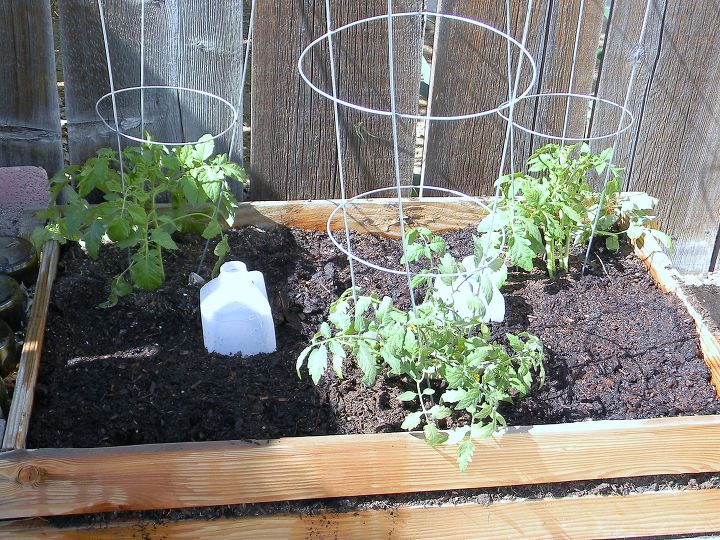 s the easiest ways to grow a bumper crop of tomatoes, Plant them in a trench