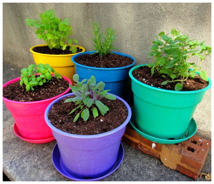 s the easiest ways to grow a bumper crop of tomatoes, Give your tomatoes some companions