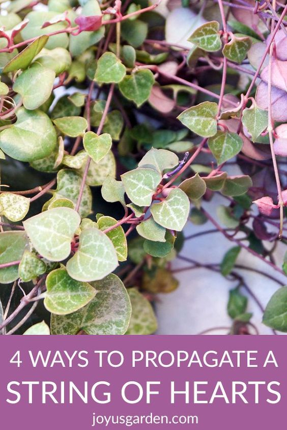 4 formas de propagar una planta de rosario rosary vine