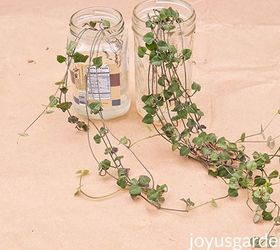 4 Ways To Propagate A String Of Hearts Plant (Rosary Vine)