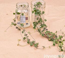 4 ways to propagate a string of hearts plant rosary vine
