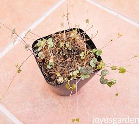 4 ways to propagate a string of hearts plant rosary vine
