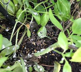 q herb garden infested looking for a non chemical remedy help
