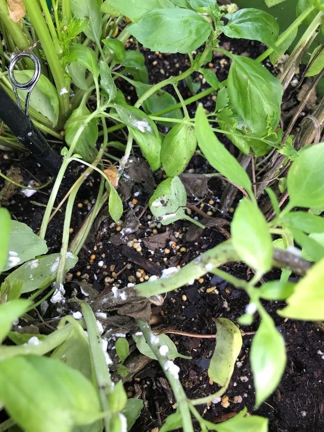 q herb garden infested looking for a non chemical remedy help