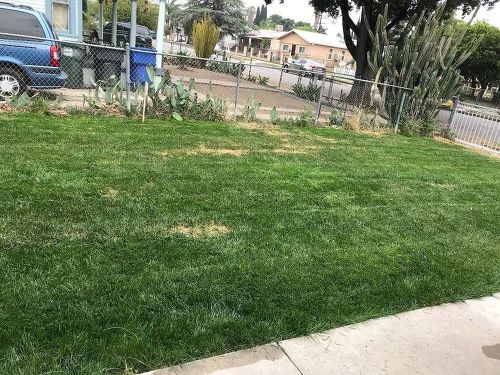 q can anyone recommend a good lawn revival seed or fertilizer that they