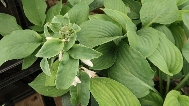 Hosta Questions Got Hosta Questions? I've Got Hosta Answers. | Hometalk
