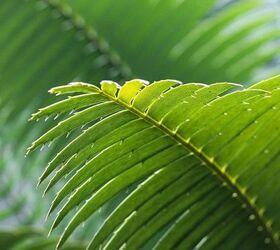 secrets to growing indoor palm plants