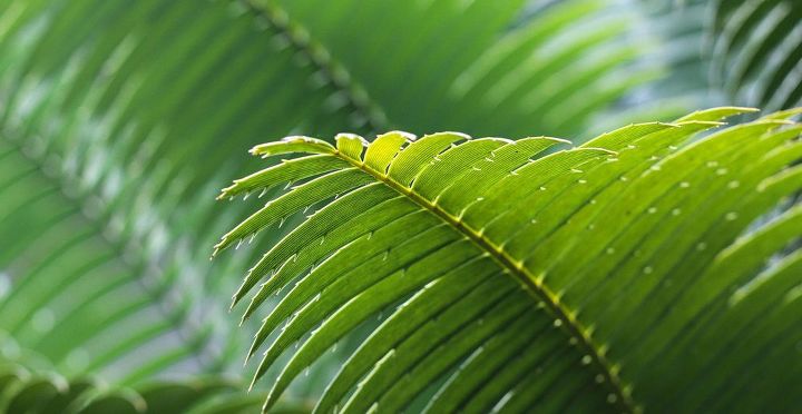 secrets to growing indoor palm plants