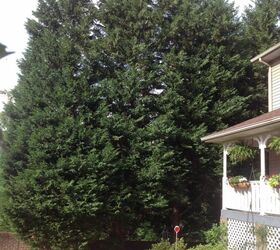 transforming the exterior of our house, Cypress trees blocked view