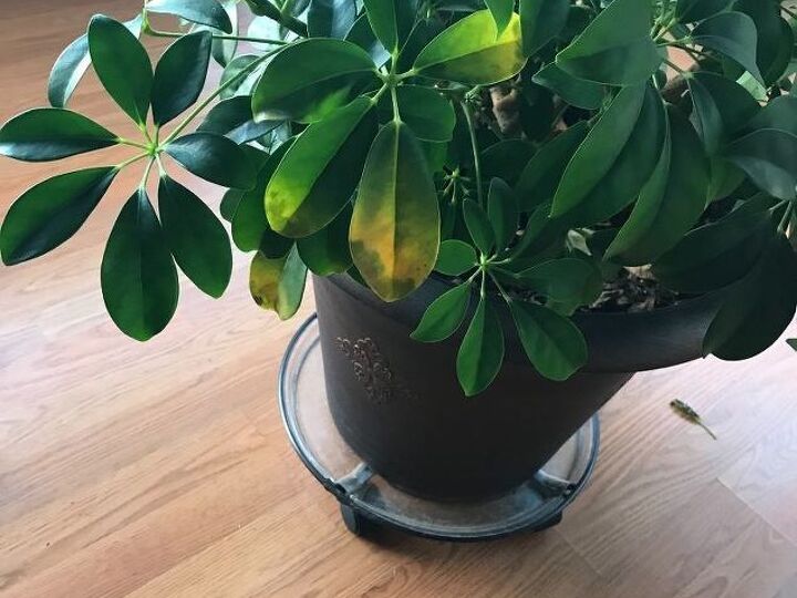 q plant