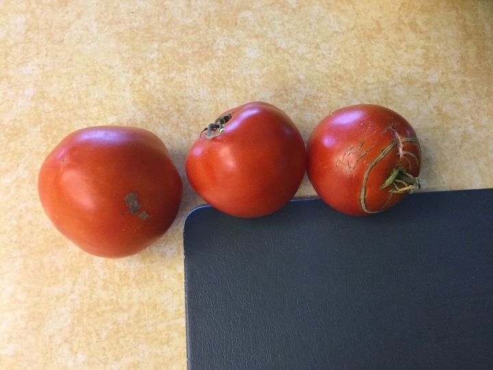 q why are our tomato plants looking sad