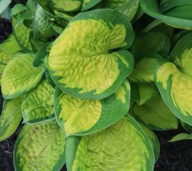 Got Hosta Questions? I've Got Hosta Answers.