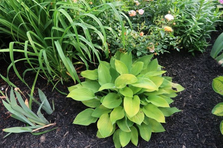Hosta Questions Got Hosta Questions? I've Got Hosta Answers. | Hometalk
