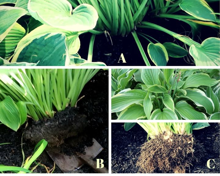 Hosta Questions Got Hosta Questions? I've Got Hosta Answers. | Hometalk