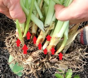 This is the clever hosta growing trick you'll wish you knew last year