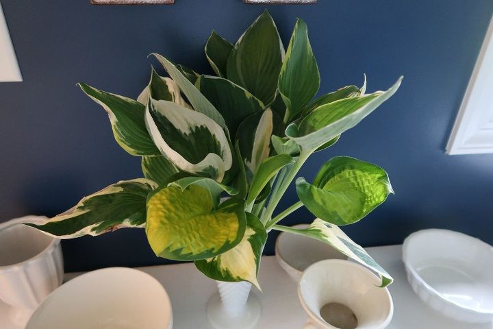 Hosta Questions Got Hosta Questions? I've Got Hosta Answers. | Hometalk