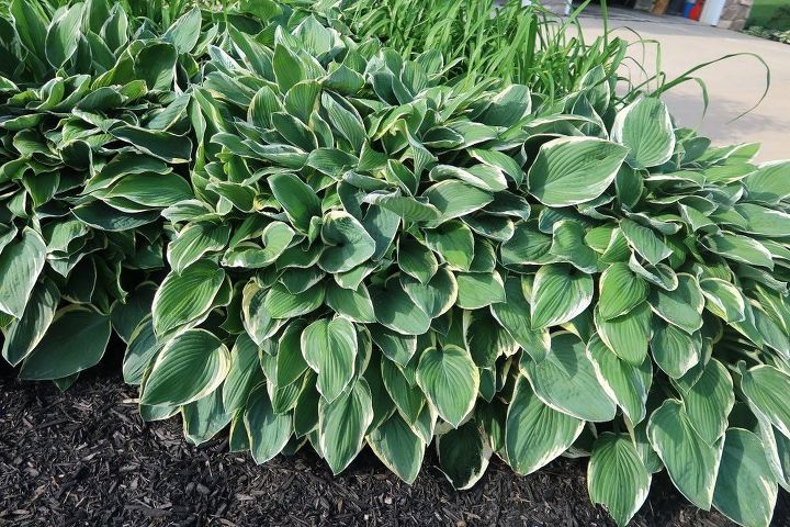 Hosta Questions Got Hosta Questions? I've Got Hosta Answers. | Hometalk