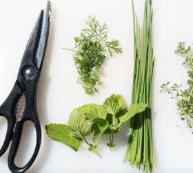 harvesting herbs how tos for home gardeners