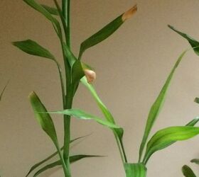 what can i do about browning tips on a healthy bamboo plant