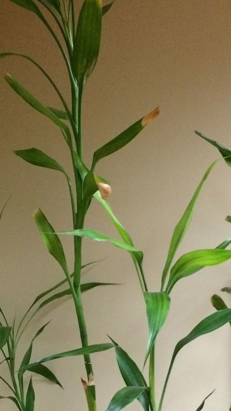what can i do about browning tips on a healthy bamboo plant