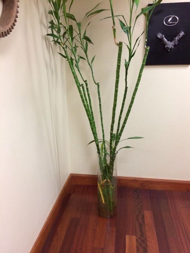 what can i do about browning tips on a healthy bamboo plant