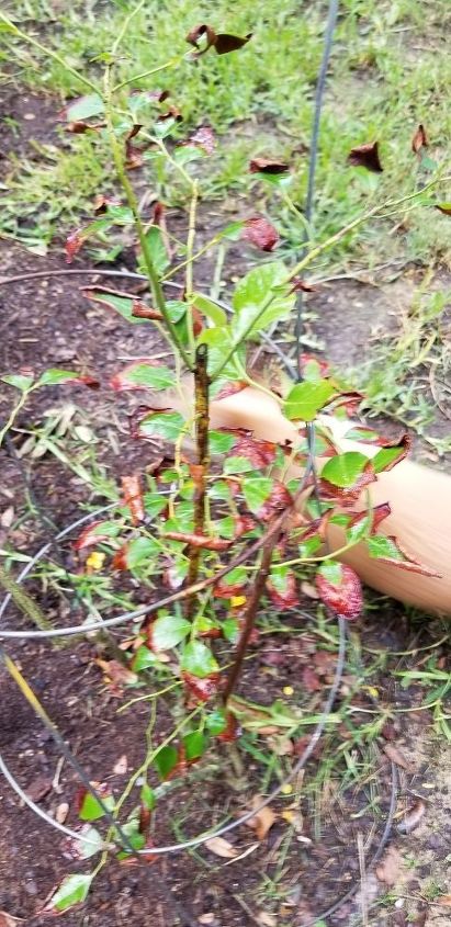 leaves on blueberry bushes are turning brown