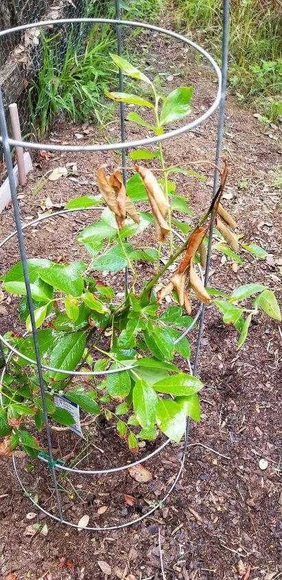 leaves on blueberry bushes are turning brown