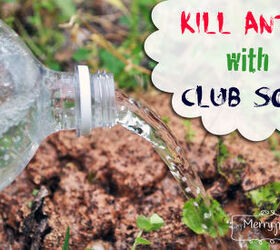 15 trucos geniales para mantener alejadas las plagas, Soda Club para esos montones de hormigas